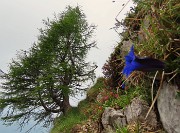 Al Rifugio Capanna 2000 da Alpe Arera ad anello-1GIUGNO25: splendide fioriture !- FOTOGALLERY